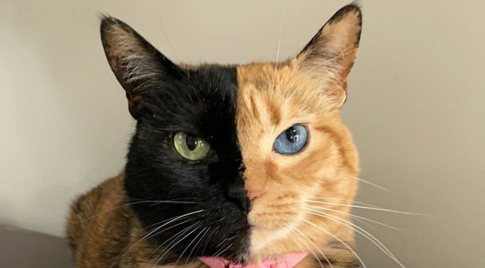 Venus is the Adorable Kitty with Two Faces