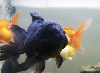 This Fish Looks Like Blackberries