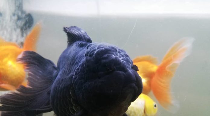 This Fish Looks Like Blackberries