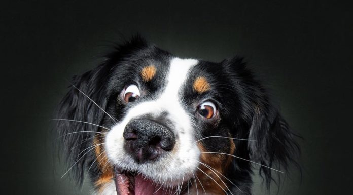 Photographer Catches Funny Expressions Of Dogs Trying To Catch Treats