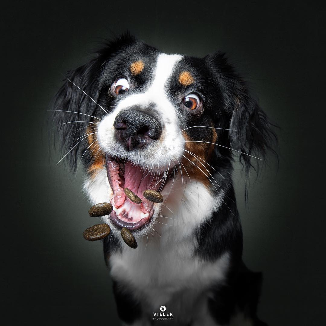 Photographer Catches Funny Expressions Of Dogs Trying To Catch Treats