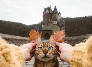Cat is Pranked and its Reaction is Hilarious