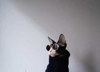 The Dark Lord: The Appropriately Named Cat that will Haunt your Dreams