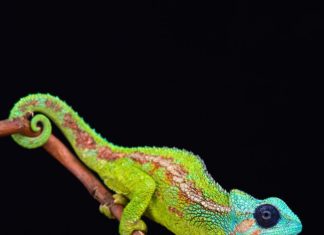 Dutch Photographer Takes Photos of Cold Blooded Animals