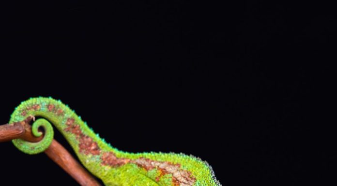 Dutch Photographer Takes Photos of Cold Blooded Animals