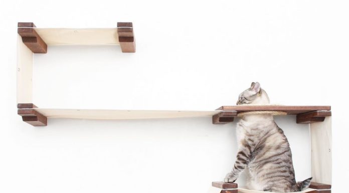 This Company Makes Perfect Modular Playgrounds for Your Cat