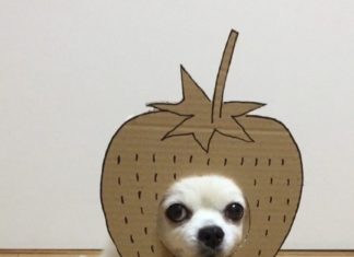 Chihuahua-mametaro is the Latest Dog to Take Instagram by Storm