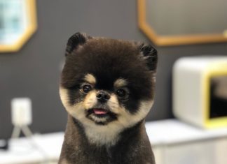 Dog Grooming YouTube Channel? Yes Please!