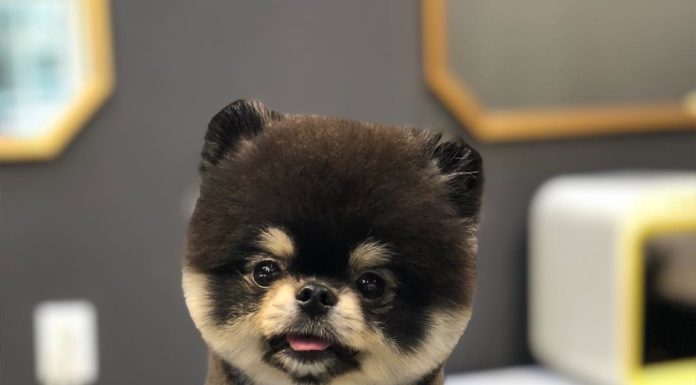 Dog Grooming YouTube Channel? Yes Please!