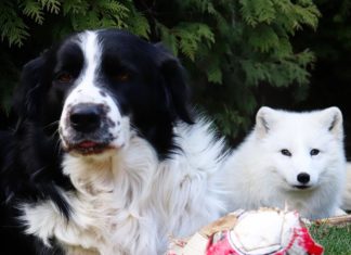 A Day In The Life Of The Foxiest Family On Instagram