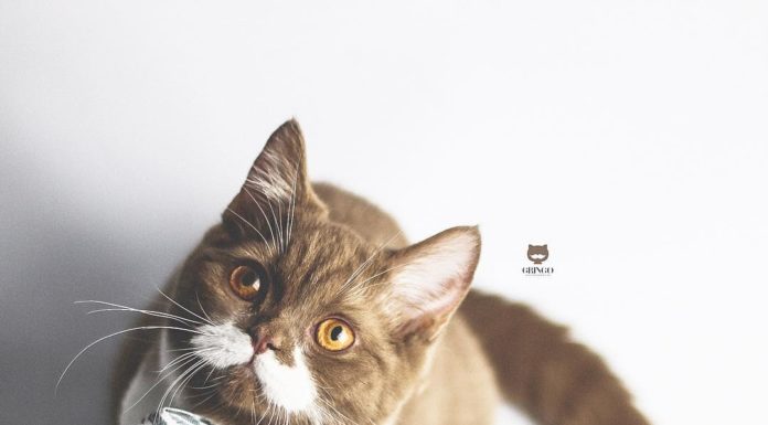 Meet The Cat With The Adorable Mustache