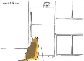 Artist Imagines What Animals Are Saying to Each Other