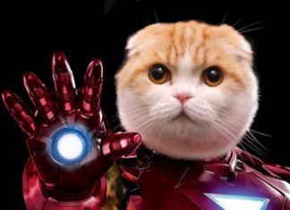 Adorable Kitty Cosplays As Marvel Characters