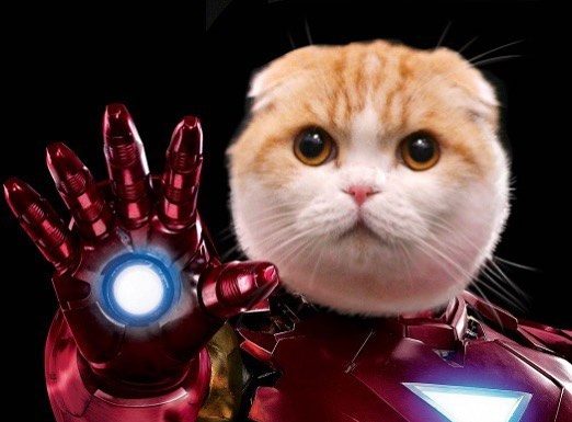 Adorable Kitty Cosplays As Marvel Characters