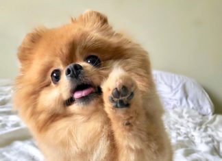 Chewie the Pomeranian Would Love to High Five You