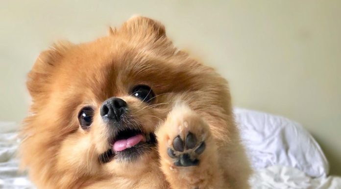 Chewie the Pomeranian Would Love to High Five You