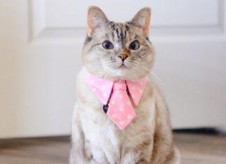 Meet Nala – The Most Popular Kitty On Instagram!