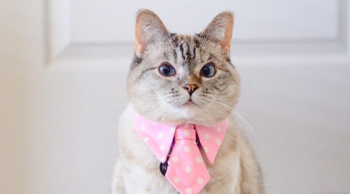 Meet Nala – The Most Popular Kitty On Instagram!