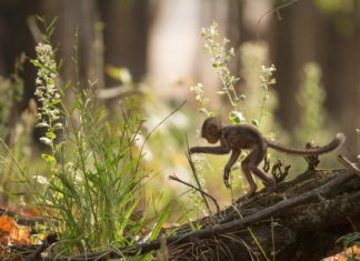 See Baby Monkey Figuring out How to Climb a Tree on His Own