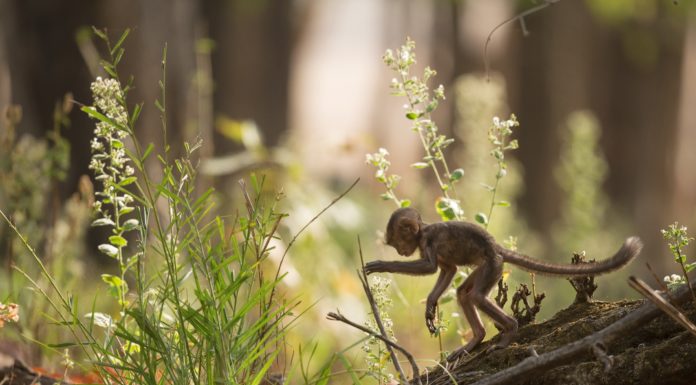 See Baby Monkey Figuring out How to Climb a Tree on His Own