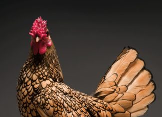 Gorgeous Photobook Shows Chickens in a Way You’ve Never Seen Them Before