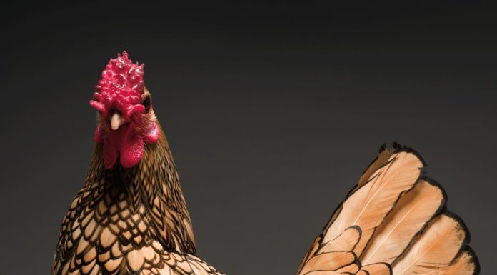 Gorgeous Photobook Shows Chickens in a Way You’ve Never Seen Them Before