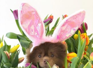 Bertram the Pomeranian Is the Cutest Pup on Instagram