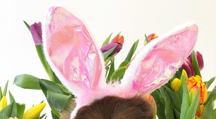 Bertram the Pomeranian Is the Cutest Pup on Instagram