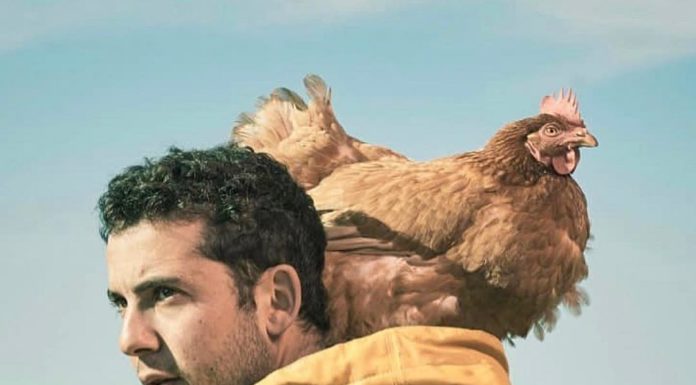 This Brave Chicken is Sailing Around The World With Her Human