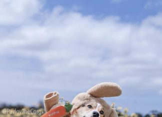 Pavlov the Corgi Is Our Latest Dog Crush