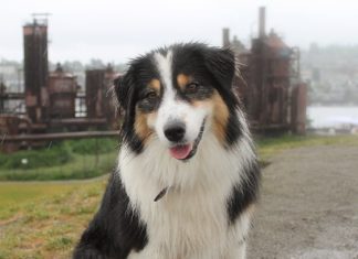This Might Just Be The Most Gifted Dog On Instagram