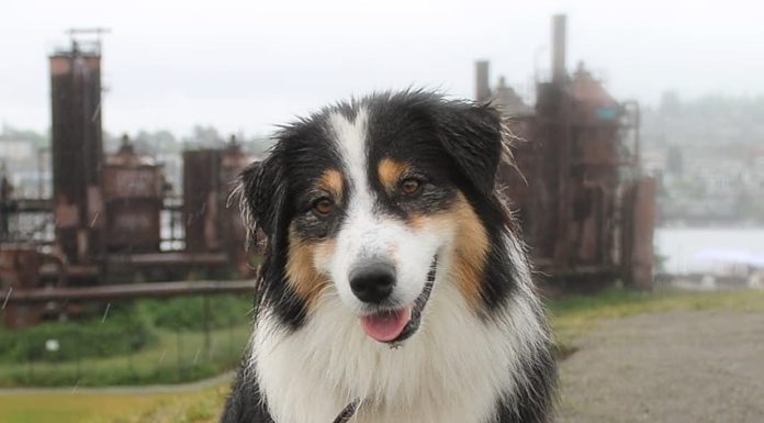 This Might Just Be The Most Gifted Dog On Instagram
