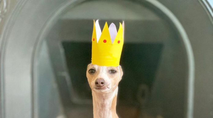 Instagram’s Latest Fashion Icon Is an Italian Greyhound