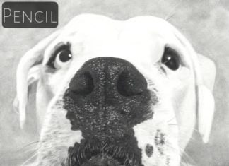 Pencil Artist Creates Artwork So Realistic