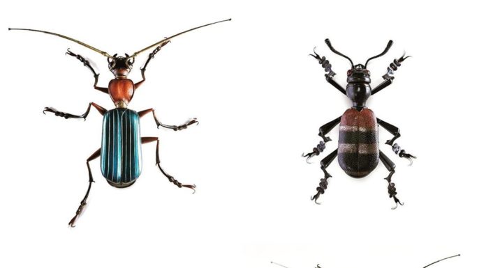 French Artist Makes Incredibly Detailed Insect Sculptures Out of Scrap Metal