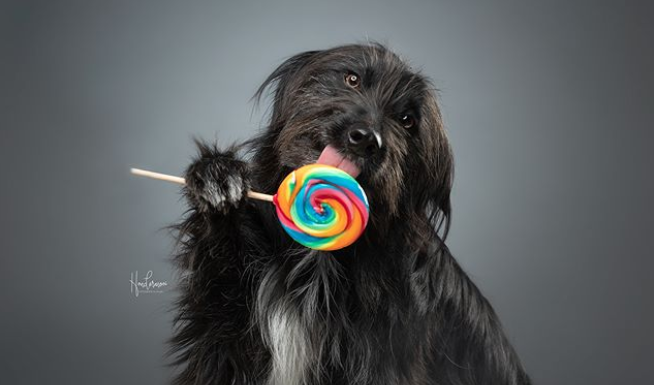 Belgian Photographer Captures Adorable Pet Portraits