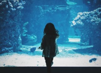 This Majestic Aquarium Is A Captivating Underwater World You Can Walk Through
