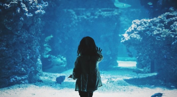 This Majestic Aquarium Is A Captivating Underwater World You Can Walk Through