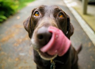 K9 in Texas is The World’s First Pet-Friendly Movie Theater