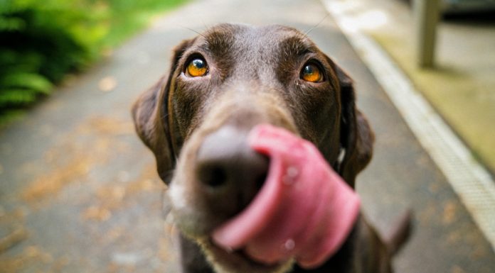 K9 in Texas is The World’s First Pet-Friendly Movie Theater