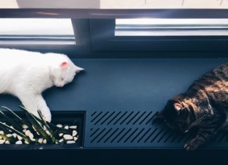 This Montreal Café Is A Paradise For Cats And All Who Love Them
