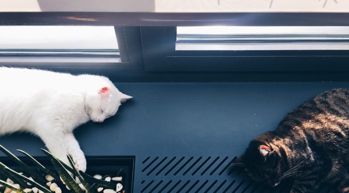 This Montreal Café Is A Paradise For Cats And All Who Love Them