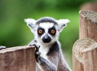 Feeling Stressed? Try Yoga With Lemurs!
