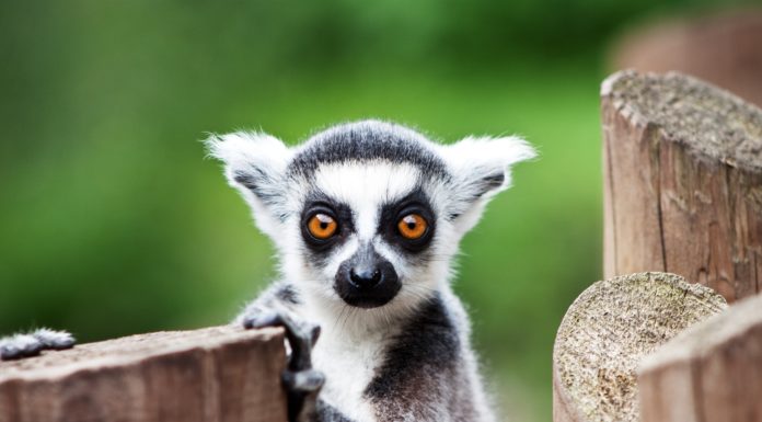 Feeling Stressed? Try Yoga With Lemurs!