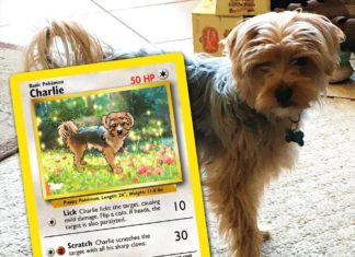Gotta Catch ‘Em All? Now You Can, With Stephanie Parcus’ Cards!