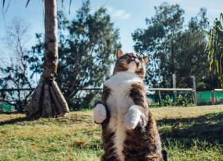 World’s Most Talented Cat Holds A Guinness World Record
