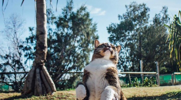 World’s Most Talented Cat Holds A Guinness World Record