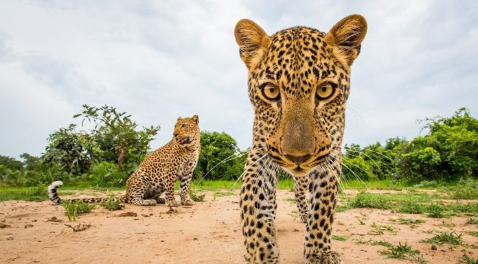 Priceless Wildlife Shots By Will Lucas-Burrard