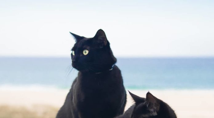 The Beach Cats That Like Water