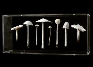 Amanda Cobbett Embroiders Nature, Quite Literally